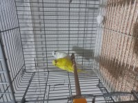 Albino df erkek lutino dişi çift muhabbet kuşu