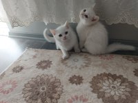 2.5 aylıklar ikisi de erkek british shorthair