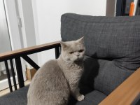 British Shorthair Ev Kedisi