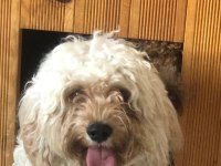 Cavappo köpeği ücretsiz