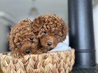 ÖMÜR BOYU IRK GARANTİSİ VE TAM TOY POODLE