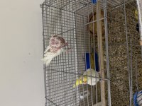 Albino yavru el besleme sultan papağanı