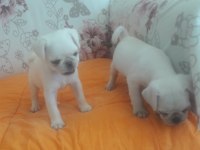 Egzotik White Pink pug mops