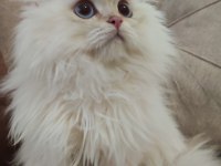 Şecereli cy1133 erkek british longhair yavrum
