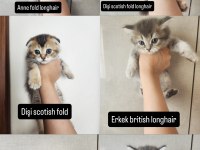 Birbirinden sevimli scottish fold yavrular