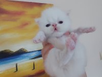 Persian bebeklerimiz