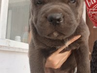 BLUE VE SİYAH CANE CORSOLARIM