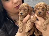 Ufacık sağlık ve ırk garantili toy poodle yavrularım