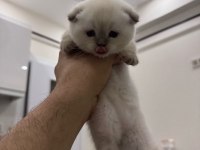 Evcil yavru british shorthair