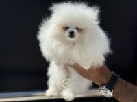 Petmode köpek çiftliğinden tea cup pomeranian