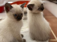 british blue point siyam kedisi kırması