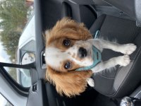 Aşıları tam çipli 5 aylık cavalier king charles