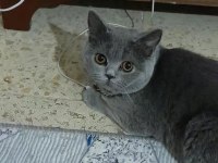 Çok temiz eğitim dişi british shorthair
