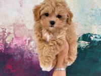 EVİNİZE NEŞE KATACAK MALTİPOO YAVRULARI