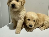 Golden Retriever Yavrular Irk Sağlık Garantili