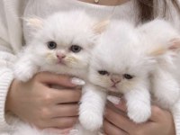 İran persian safkan bebeklerim
