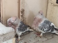 Acil satılık güvercin