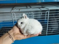 Orjinal cüce yavru tavşan
