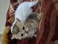 British shorthair longhair safkan yavrular
