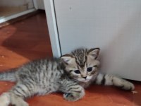 2 AYLIK OYUNCU SAĞLIKLI BRİTİSH YAVRULAR