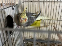 Kuluçka Makinesi Gibi Yavrulu Pied Takım Sultan