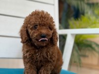 Fotoğraftan daha güzel poodle yavrular
