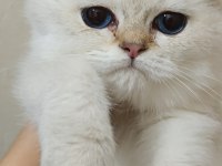 Bursa golden point british shorthair bebekler