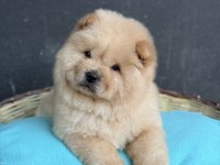 PANDA GİBİ AYICIK ÇİN ASLANI YAVRULAR