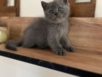 Orjinal ırkta nadir bulunan bir cins british shorthair
