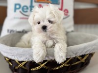 Petmode köpek çiftliğinden tea cup kore kan maltese