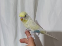 Evcil muhabbet kuşu erkek