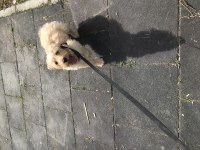 OYUNCU EĞİTİMLİ MALTİPOO