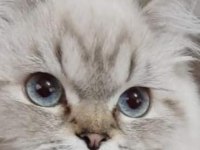 Damızlık maviş british longhair oğlum