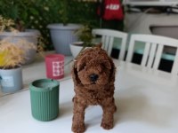 Kore ve Toy Poodle Yavrularımız Aileleri Bekliyor