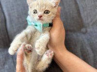 British shorthair 50 günlük yavru