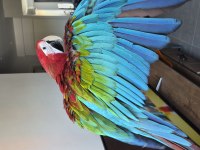 6 aylık el besleme full evcil yavru kırmızı macaw