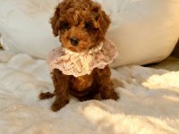 Teslime hazır kore red brown poodle yavru