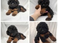 Phantom Toy Poodle 3 aylık erkek