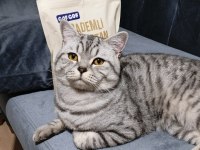 1,5 Yaşında Erkek Silver Tabby British Shorthair