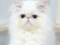 Mini maviş iran kedisi