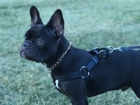 10 aylık erkek evde bakıldı harika anatomi french bulldog