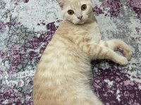 Prensimize yuva arıyoruz british shorthair