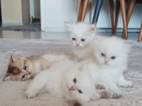 Tatlı british shorthair maviş kediler