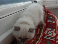 British shorthair yavrularımıza güzel bir yuva arıyoruz