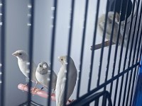 Mavi ve silver goldian finch takımlar