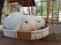 Hollanda teddy lop beyaz takım mavi gözlü tavşan