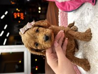 Harika maltipoo yavrularım