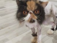 Egzotic persian longhair dişi