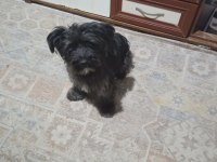 Terrier ve Sokak Köpeği Sahiplendirilecektir Arayınız
