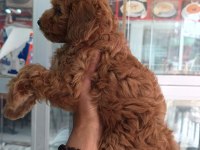 IRK VE SAĞLIK GARANTİLİ MALTİPOO YAVRUMUZ